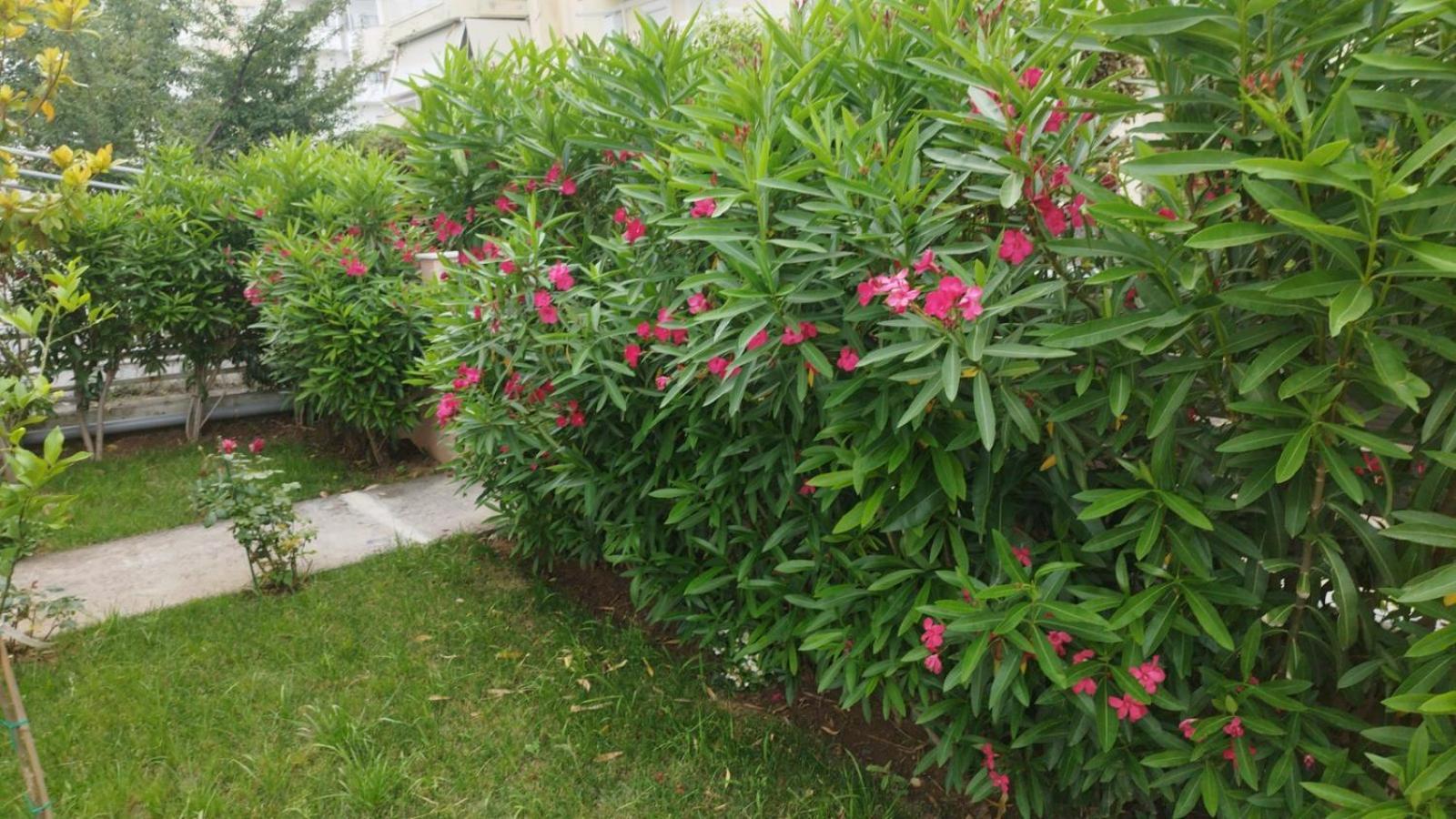 Renovated Apartment With Garden And Parking Space Peraía Buitenkant foto